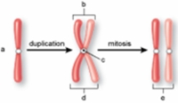 <strong>The structures labeled d in the following figure are called ________. </strong> A) centromeres B) centrioles C) sister chromatids D) spindles E) non-sister chromatids