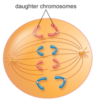 <strong>The figure below shows a cell in the mitotic stage of ________. </strong> A) anaphase B) interphase C) metaphase D) prophase E) telophase