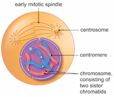 <strong>The figure below shows a cell in the mitotic stage of ________. </strong> A) anaphase B) interphase C) metaphase D) prophase E) telophase