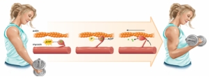 <strong>The figure below demonstrates which key concept regarding cell activities? </strong> A) coupled reactions B) the 1<sup>st</sup> law of thermodynamics C) enzyme inhibition D) receptor mediated endocytosis E) active transport