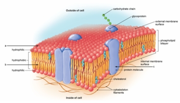 <strong>In what function do the embedded membrane proteins at c serve? </strong> A) simple diffusion B) facilitated & active transport C) support for the membrane D) phagocytosis E) osmosis