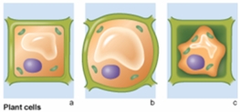 <strong>In the following figure, which cell exhibits the condition of plant cells that have been placed in a hypertonic environment? </strong> A) a B) b C) c
