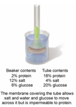 <strong>In the set-up shown in the figure below, which of the following statements would describe what would be observed after 12 hours of time have elapsed? </strong> A) The level of the solution in the tube would rise because there are now more dissolved solutes present in the beaker than in the tube. B) The level of the solution in the tube would lower because the glucose and salt would move into the tube. C) The level of the solution in the tube would rise because there are now more dissolved solutes in the tube than the beaker. D) The level of the solution would not change as the membrane prohibits any exchange between tube and the beaker. E) The level of solution in the tubes would see no change because the solute levels are equal on both sides.