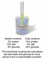 <strong>In the set-up shown in the figure below, which of the following statements would describe the conditions observed after 12 hours of time have elapsed? </strong> A) The beaker contents will be hypertonic to the tube contents. B) The tube contents will be hypertonic to the beaker contents. C) The beaker and tube contents are in an isotonic to each other. D) The beaker contents will be hypotonic to the tube contents. E) The beaker contents and the tube contents will not have changed at all.