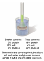 <strong>In the set-up shown in the figure below, which process allows the water to move across the membrane? </strong> A) osmosis B) active transport C) phagocytosis D) facilitated diffusion E) passive transport