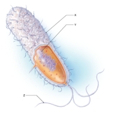 <strong>Below is a diagram of a bacterium. What structure does Y represent? </strong> A) capsule B) flagella C) nucleoid D) cell wall E) fimbriae