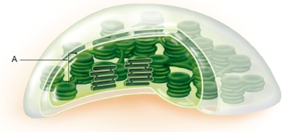 <strong>The stack of thylakoids labeled A in this figure is called ________. </strong> A) chloroplast B) thylakoid space C) granum D) cristae E) stroma