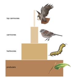 If there is 2,000 kg of caterpillars,how much of this biomass will be converted into top carnivore tissue?