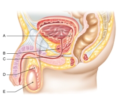 <strong>In the figure shown here,which of the following is the bulbourethral gland? </strong> A) A B) B C) C D) D E) E