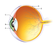 <strong>In the figure shown here,which of the following is the retina? </strong> A) A B) B C) C D) D E) E