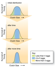 <strong>h The figure shown here represents stabilizing selection.What happens when an individual is produced that possesses a trait far away from the mean value?</strong> A) That extreme individual will likely not survive and reproduce. B) That extreme individual will be more likely to survive and reproduce. C) That extreme individual will have neither an advantage nor a disadvantage than other individuals. D) All phenotypes have equal likelihood of surviving and reproducing. E) The average phenotype is less likely to survive and reproduce.