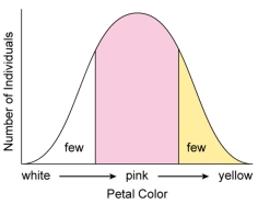 <strong>Figure: In the figure shown here,flower color of a population is distributed in a bell-shaped normal curve.If the pink flower color increases in frequency in the population,this would illustrate</strong> A) stabilizing selection. B) disruptive selection. C) directional selection. D) genetic drift.
