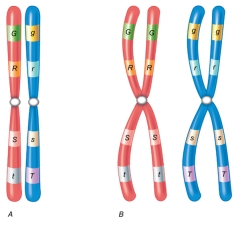 <strong>Referring to the figure shown here,which of the following are homologous chromosomes? </strong> A) Figure B with one chromosome having both capital and lowercase letters. B) Figure B as is. C) Figure A with different letters on one of the chromosomes. D) Figure A with the same letters but the order randomized. E) Figure B with different letters on each chromosome.