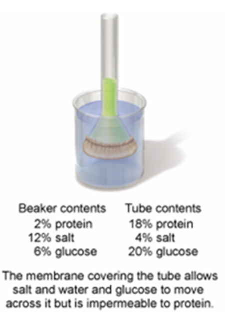 <strong>In the set-up shown in the figure below,which of the following statements would describe what would be observed after 12 hours of time have elapsed? </strong> A) The level of the solution in the tube would rise because there are now more dissolved solutes present in the beaker than in the tube. B) The level of the solution in the tube would lower because the glucose and salt would move into the tube. C)The level of the solution in the tube would rise because there are now more dissolved solutes in the tube than the beaker. D) The level of the solution would not change as the membrane prohibits any exchange between tube and the beaker. E) The level of solution in the tubes would see no change because the solute levels are equal on both sides.