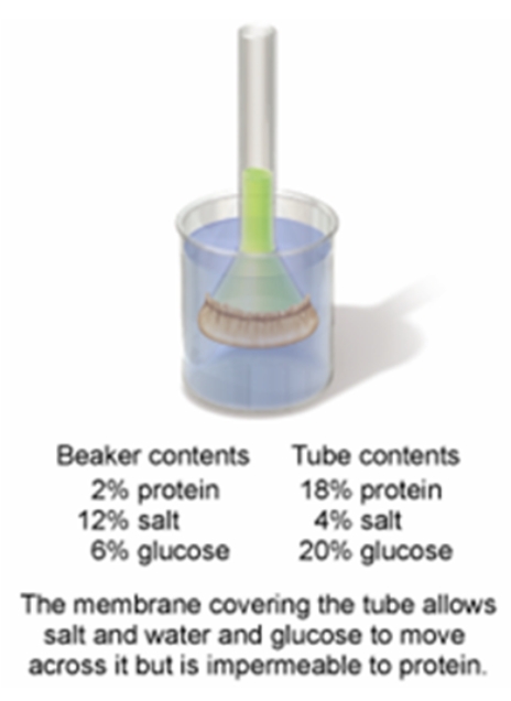 <strong>In the set-up shown in the figure below,which process allows the water to move across the membrane? </strong> A) osmosis B) active transport C) phagocytosis D) facilitated diffusion E) passive transport