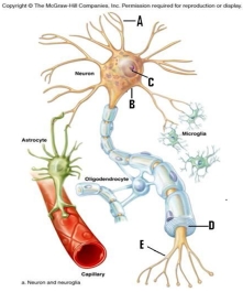 Match the terms in the word bank with the labeled structures on the diagram.Briefly define the function of each structure: axon,nucleus,cell body,dendrite,myelin sheath.