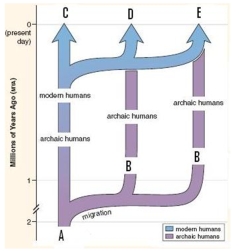 <strong>The most widely accepted model for the evolution of modern humans is pictured here.What is this model called? </strong> A)Out-of-Africa B)Replacement Model C)Multiregional continuity D)Hardy-Weinberg E)Out-of-Africa and Replacement Model
