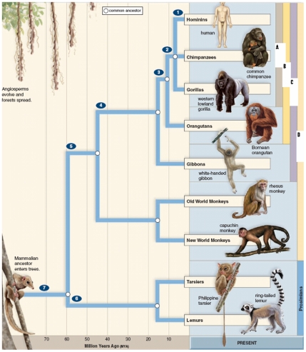 <strong>Figure: Where on this phylogenetic tree of primate evolution do you find evolution of the anthropoids? </strong> A)No.2 B)No.6 C)No.5 D)No.4 E)No.3