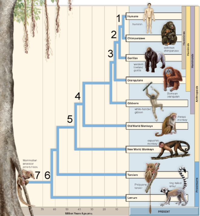 <strong>Figure: Where on this phylogenetic tree of primate evolution do you find evolution of the hominids? </strong> A)No.1 B)No.2 C)No.3 D)No.4 E)No.5