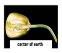 <strong>The germinating corn seed pictured below is displaying </strong> A)negative gravitropism. B)positive gravitropism. C)thigmotropism. D)negative phototropism. E)positive phototropism.