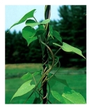 The vine in the picture below is displaying