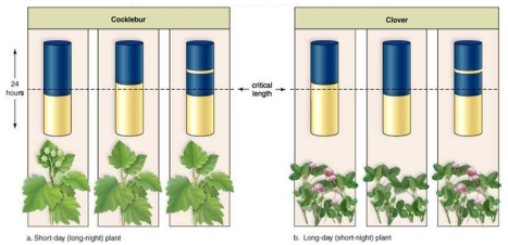 Figure: The cylinders in this experiment represent a 24-hour period.The light area represents light periods during a 24-hr.period and the dark area represents dark periods during a 24-hr.period.The critical length of dark vs.light periods for flowering is depicted by the dotted line.Note that some plants are flowering and some are not flowering.Study the results of this experiment on photoperiodism and flowering to determine whether the following statements are True or False. Short-day plants flower when the day length is longer than the critical length.