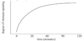 <strong>Stomate opening after illumination following eight hours in darkness: plant is Xanthium pennsylvanicum. </strong> A)Supports both Hypothesis I and II. B)Supports only Hypothesis I. C)Supports only Hypothesis II. D)Supports neither hypothesis.