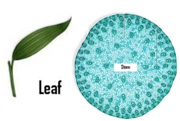 <strong>Identify this plant as a monocot or eudicot after examining its stem and leaf. </strong> A)This plant is a monocot. B)This plant is a dicot. C)Not enough information is provided to differentiate the plant as a monocot or dicot.
