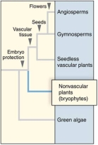 <strong>According to the cladogram pictured here,land plants and green algae </strong> A)are in different clades and form a polyphyletic group. B)are in the same clade and form a monophyletic group. C)do not share common ancestry. D)None of the above.I would suggest picking a specific group to ask about instead of land plants.