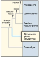 <strong>A shared derived trait of all plants is </strong> A)protection of the embryo. B)seed production. C)vascular tissue. D)All of the above.