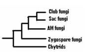Figure: Study the evolutionary relationships among fungi to determine if the following statements are true or false. All fungi share a common ancestor as well as having a relatedness to animals.