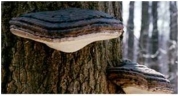 <strong>The organism pictured below is a member of Phylum ___________. </strong> A)Ascomycota B)Basidiomycota C)Glomeromycota D)Cytridiomycota