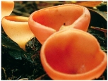 <strong>The organism pictured here is a member of Phylum ________. </strong> A)Basidiomycota B)Ascomycota C)Zygomycota D)Glomeromycota