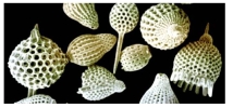 <strong>A distinctive form of this pictured organism is found in each geologic period.Which statement(s)about this organism is/are true?  </strong> A)The organisms pictured are foraminiferans,members of Supergroup Rhizarian and have a skeleton called a test. B)These organisms may be used as index fossils to date sedimentary rock. C)The Egyptian pyramids are built of this type of limestone. D)All of the above are true. E)The organisms pictured are foraminiferans,members of Supergroup Excavates. <div style=padding-top: 35px> 