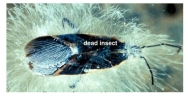 <strong>Saprolegnia,a ________,is feeding on the dead insect pictured here.This classifies it as a heterotrophic protist.  </strong> A)slime mold B)ciliate C)water mold D)green algae <div style=padding-top: 35px> 