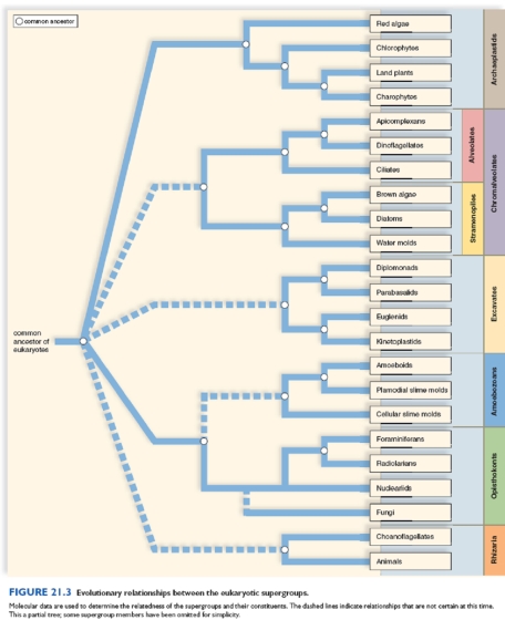Figure:   The evolutionary relationships between the eukaryotic supergroups are depicted in the diagram. Diatoms share a more recent common ancestor with dinoflagellates than with water molds.<div style=padding-top: 35px> 