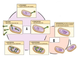 <strong>Study the life cycle diagram.Label A is the ________ life cycle. </strong> A)lysogenic B)sexual C)lytic D)alternation of generations