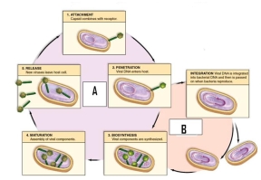 <strong>Study the life cycle diagram.Label B is the ________ life cycle. </strong> A)lysogenic B)sexual C)lytic D)alternation of generations