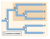 <strong>The highlighted grouping in the cladogram is a ____________ grouping. </strong> A)monophyletic B)paraphyletic C)polyphyletic D)None of the above.