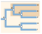 <strong>The highlighted grouping in the cladogram is a ____________ grouping. </strong> A)monophyletic B)paraphyletic C)polyphyletic D)None of the above.