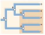 <strong>The highlighted grouping in the cladogram is a ____________ grouping. </strong> A)monophyletic B)paraphyletic C)polyphyletic D)None of the above.