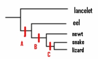 Eels are as closely related to lizards as they are to snakes.