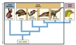 <strong>The outlined group is </strong> A)monophyletic. B)paraphyletic. C)polyphyletic. D)monophyletic and paraphyletic are correct.