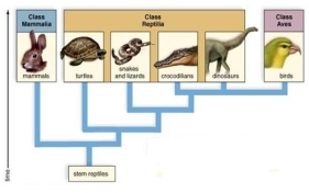 Based on this tree,mammals are as closely related to birds as they are to snakes.