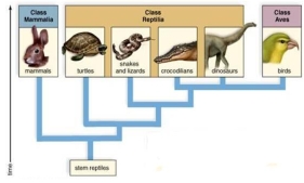 <strong>Based on this tree,the lineage leading to ________ was the first to diverge from the other lines. </strong> A)turtles B)birds C)dinosaurs D)mammals E)crocodilians