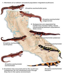 <strong>Members of the ancestral salamander species live in northern California.As they migrate southward,populations are separated by the Central Valley.With limited contact between populations on the east and west of the valley,genetic differences accumulate.What type of speciation occurs under these conditions? </strong> A)sympatric speciation B)allopatric speciation C)both sympatric and allopatric speciation D)neither sympatric or allopatric