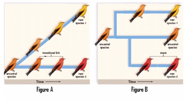 <strong>Which figure depicts a punctuated equilibrium model of evolution? </strong> A)Figure A B)Figure B