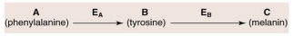 <strong>____________ occurs as ____________ builds up in the system if Enzyme A is nonfunctional because of an inherited mutation. </strong> A)albinism; melanin B)xeroderma pigmentosum; tyrosine C)phenylketonuria; phenyalanine D)androgen insensitivity; tyrosine .