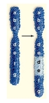 The following picture depicts which of the following changes in chromosome structure.