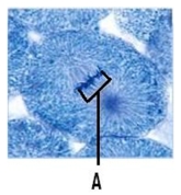 <strong>What is (are)the structures designated by the letter 'A'. </strong> A)spindle fibers B)centrioles C)chromosomes D)kinetochore microtubules